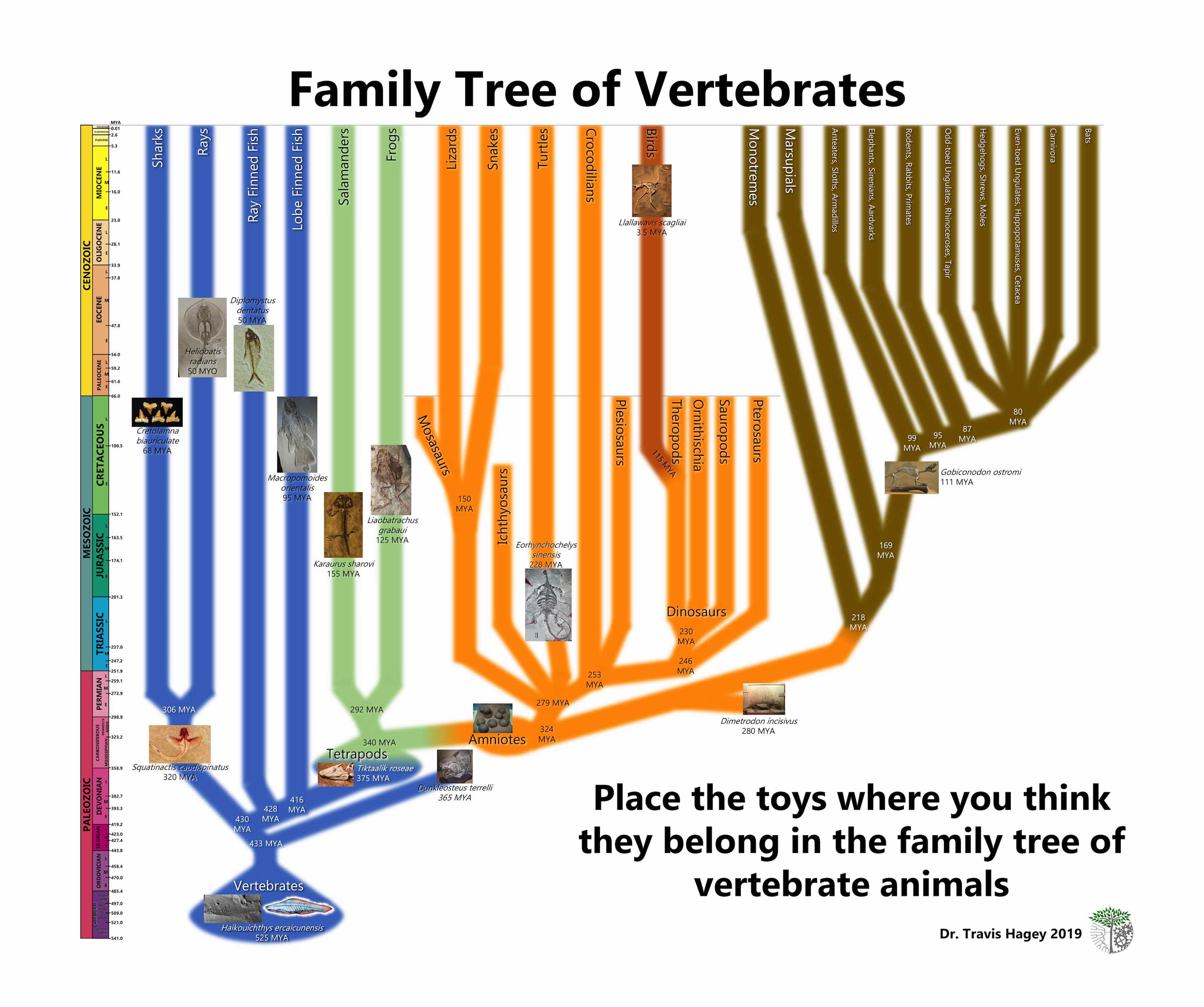 Vertebrate Evolution Activity - HAGEY LAB