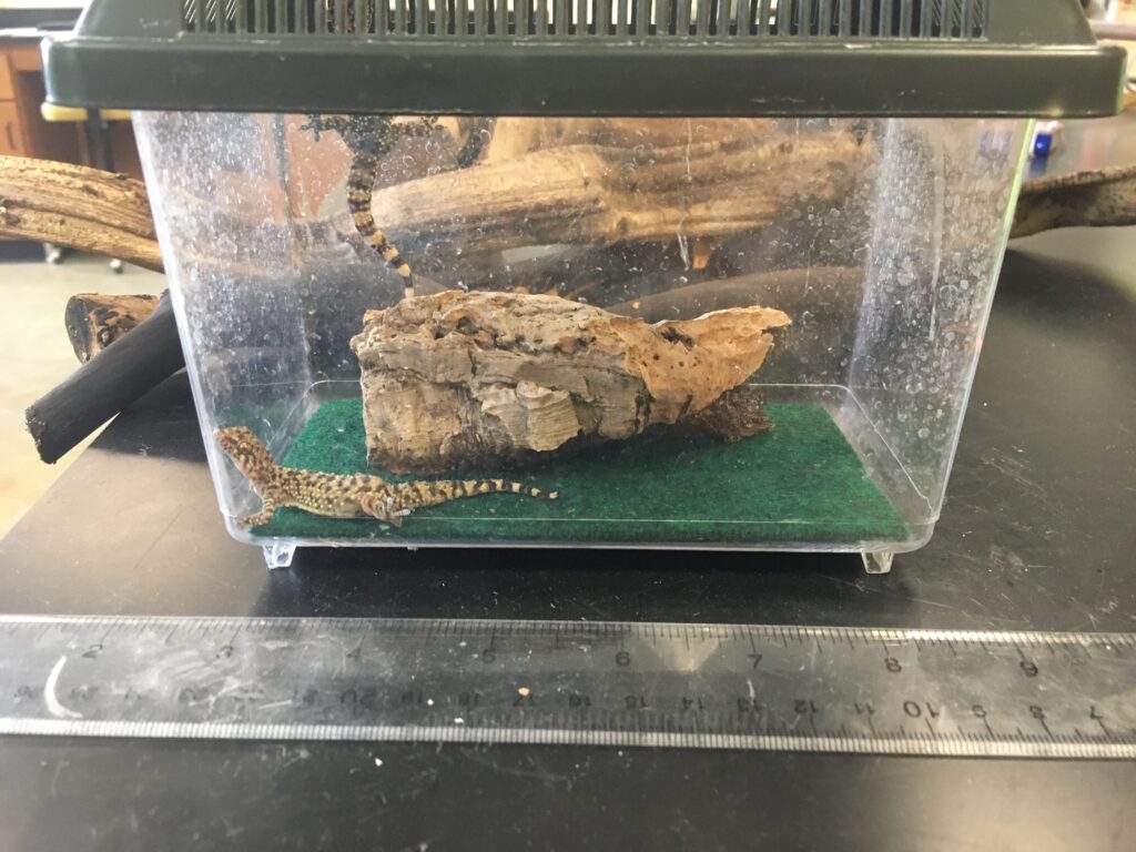 Lizard cage update HAGEY LAB