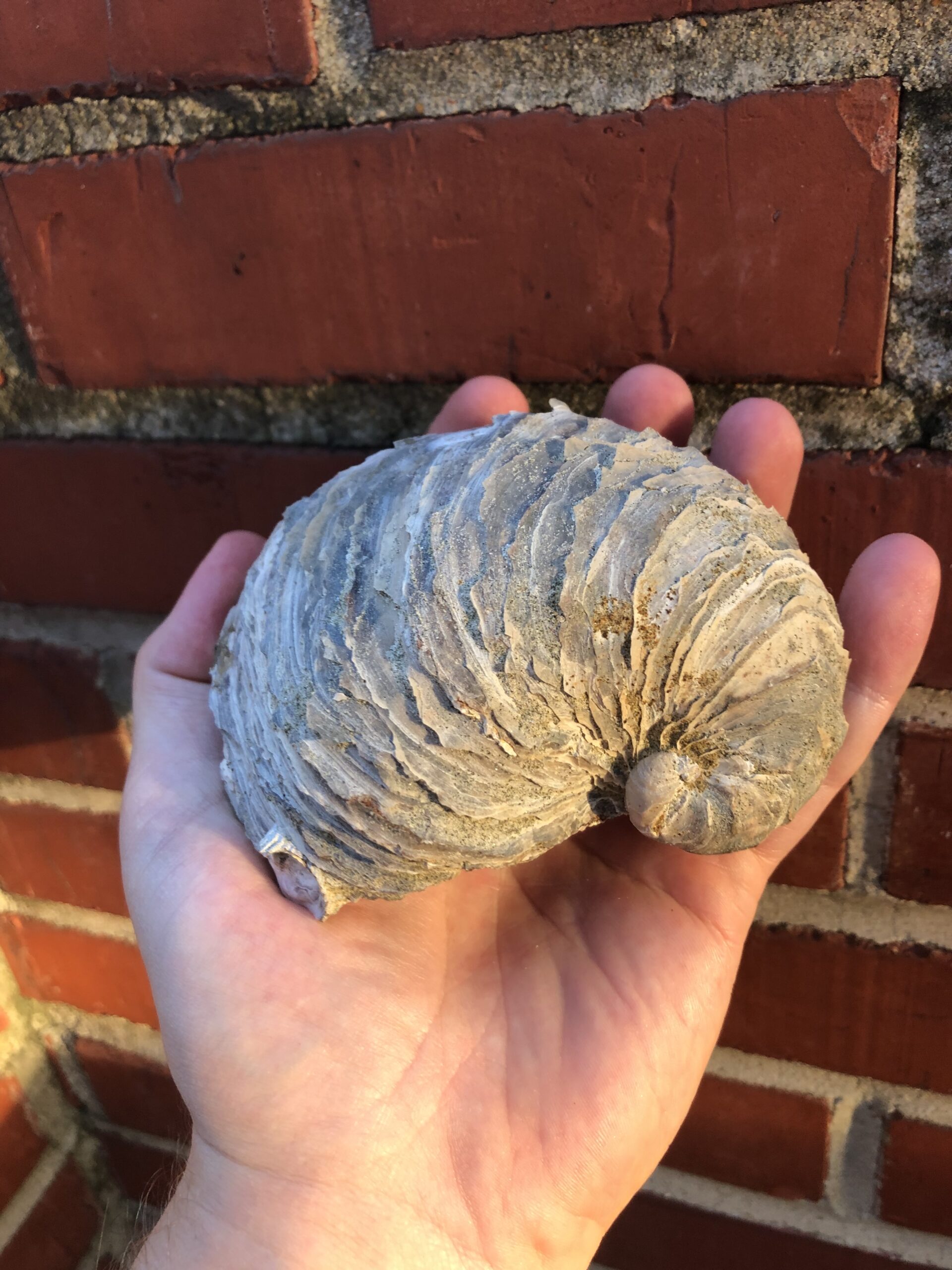 Fossil Hunt at Plymouth Bluff HAGEY LAB