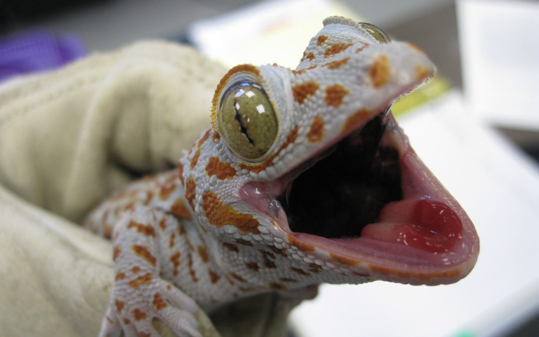 New lab geckos